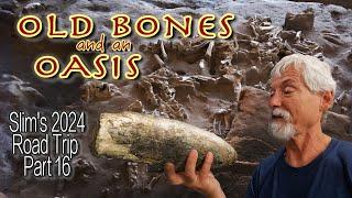 Old Bones and an Oasis: Discovering Clovis Culture