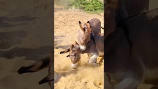 #donkey #happy #animals #gadhe #life #funny