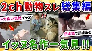 【2ch動物スレ】イッヌ総集編！名作「日本語を喋るイヌ」「キッズと寝たイーヌ」「ドカ食い気絶犬」などまとめて一気見！【犬好きには溜まらない動画、画像集】