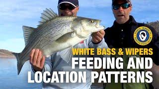 Whacking White Bass and Wipers, part 2 of 3 #fishingtips #whitebassfishing