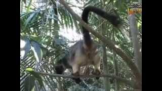 Lumholtz's tree-kangaroo - Threatened species - Wildspace  Australia