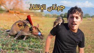 الجرذان التي أنقذت البشرية من الموت - Superhero Rats ‍️