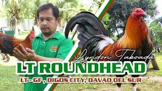 FARM VISIT: RAY ALEXANDER ROUNDHEAD - Mr. Lyndon Taboada of LT Farm