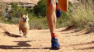 Stray dog runs 80 miles with man, gets adopted