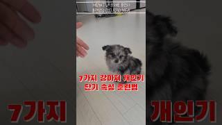 20초만에 강아지 개인기 7가지 훈련법