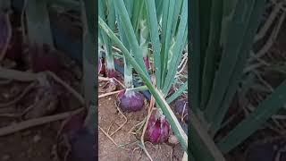 Onion Farming #satisfying