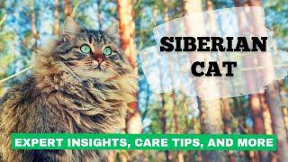 SIBERIAN CAT 101 | EXPERT Insights, Care Tips, and More | Exploring Cat Breeds 101