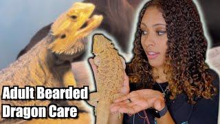 Adult Bearded Dragon Care Guide - 2021