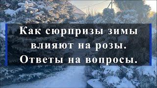 Как сюрпризы зимы влияют на розы.Ответы на вопросы.. Питомник растений Е. Иващенко