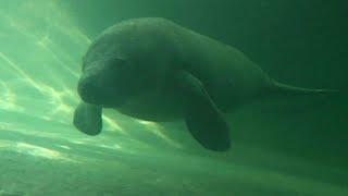 Guadalajara Zoo in Mexico welcomes two manatees | AFP