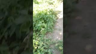 Наркоманы"""".... Севастьянова Власти.