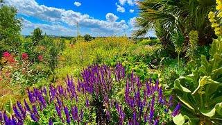 Beautiful Drought-Tolerant Plants at RHS Hyde Hall, Essex: a colourful,  inspirational garden