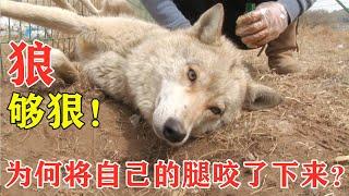 【狼王老郑】狼对自己更狠！将自己的腿咬下，到底发生了什么？| The wolf bit off his leg