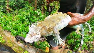 BEST WAY TO CATCH AND COOK IGUANAS