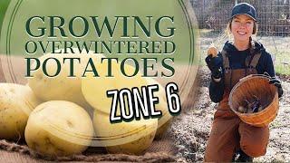 How to Grow Potatoes Over the Winter: Zone 6