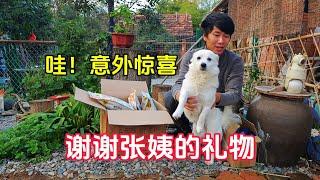 哇，意外惊喜，谢谢张姨的礼物，狗狗们又开心了【253】