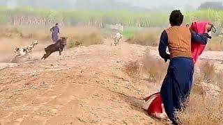 Suar ka Shikar 2025 | Pig Hunting with Dogs | Best Hunting dogs, Jangli suar ka Shikar.