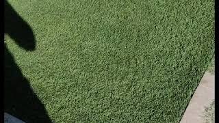 Turf Cleaning & Maintenance: Hard Powerbrooming Vs. Soft Powerbrooming