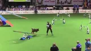 2015 Agility World Championships Individual Standard Swagger & Susan Garrett