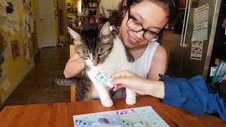 Money Madness:  A Financial Frenzy Card Game!  By Ava McGill