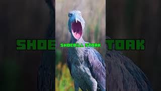 Top 5 Terrifying Bird sounds In The World  -  Part2 #shorts #short #viralvideo