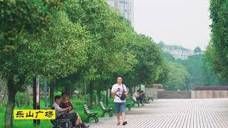 In autumn, Leshan ushers in the flowering season of osmanthus