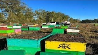 commercial beekeeping business plan  beekeeping for beginners