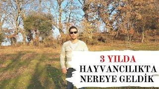 3 YILDA HAYVANCILIKTA NEREYE GELDİK ??