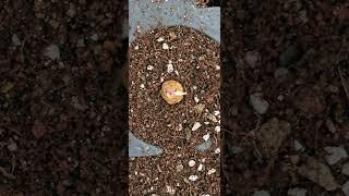 #potato #임영석감자연구소 #감자연구소 #K-potatolab #seedpotatoes #microtubers