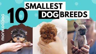 The SMALLEST DOG BREEDS in the World. || Monkoodog