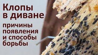 Клопы в диване: от чего они появляются и как их вывести