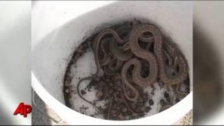 Idaho "Dream Home" Was Infested With Snakes