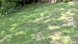 D. S.' s Lawn