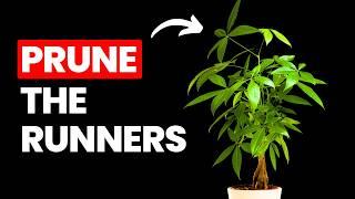 Grow Your Money Tree 3x FASTER