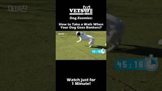 3 WAYS to Avoid Dog Zoomies !