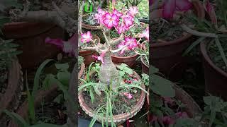 Adenium #shorts