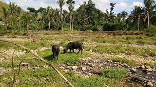 Nag Pagkain ng Buffalo sa Ilog | Papskang