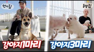 강아지 한마리 vs 세마리..! 뭐가 더 힘들까?