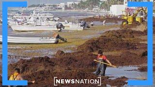 Seaweed bloom washing up on Florida beaches | NewsNation Live