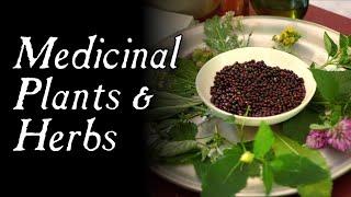 These Plants Could Have Saved You! - Historical Herbal Medicine