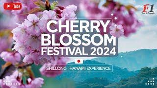 "Shillong Cherry Blossom Festival 2024 | Discover Japan’s Hanami in India!"  #youtube #youtubevideo