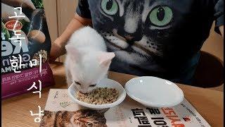 새끼 고양이 불린 사료 먹이는 방법 (건사료 먹기전 씹는 연습을 해요) cute kitten eating