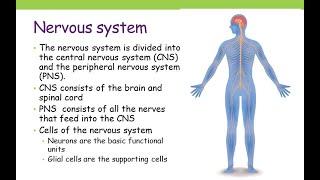 Introduction to Neurobiology