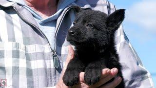 The Ideal Temperament at Just Six Weeks Old! | Kraftwerk K9 German Shepherds