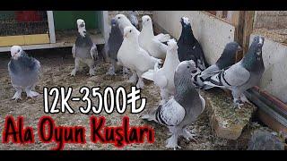 Ala oyun kuşları. Watsap.545.550.0192