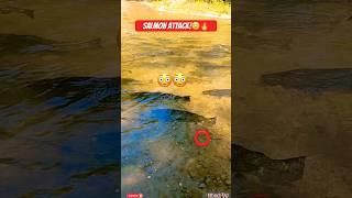 Salmon Attack! #salmon #salmon #fishing #fishingvideo ##salmonrun  #salmonfishing  #fish #shorts
