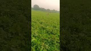 #shortvideo 
