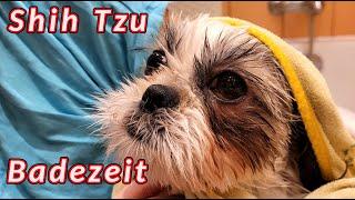 Shih Tzu Badezeit 