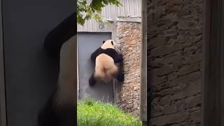 Kung Fu Panda Sheng Yi Wanna Escape #cute #fyp #panda #shengyi #funny #kungfu #pandalover #cutepanda