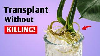 Best Way to Repot Monstera Plant - Water to Soil// Repotting Monstera Plant